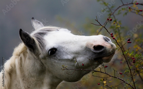 cavallo