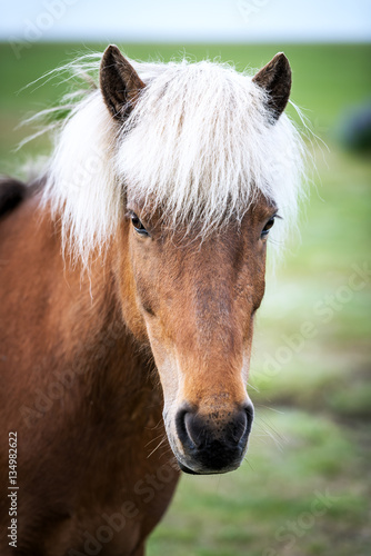 horse