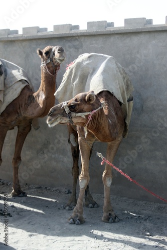 Camels in Afghanistan