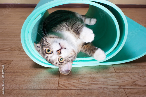 Kitten lying on a yoga mat, fitness