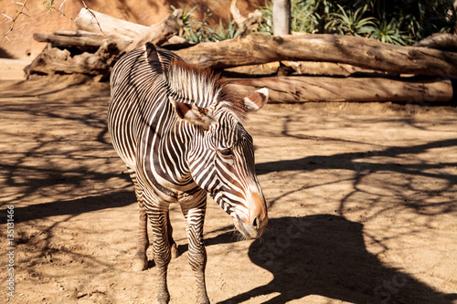 Grevy’s zebra, Equus grevyi