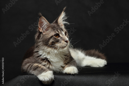 Kitten of Maine coon