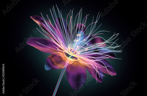 color-glass-flower-isolated-the-passion-flower