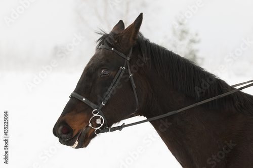 Portrait of brown horse head in winter 