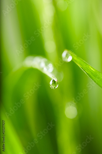 water drops on the green grass