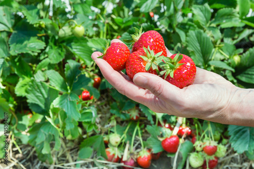 single hand holding ripe strawberries with plants in the backgro