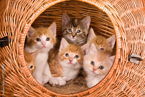 Six in a basket