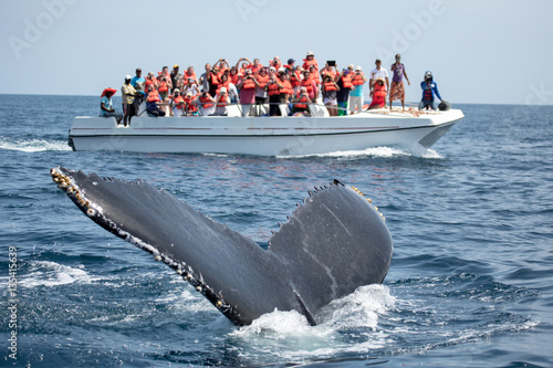 Poster Humpback whale tail in Samana, Dominican republic and torist wha