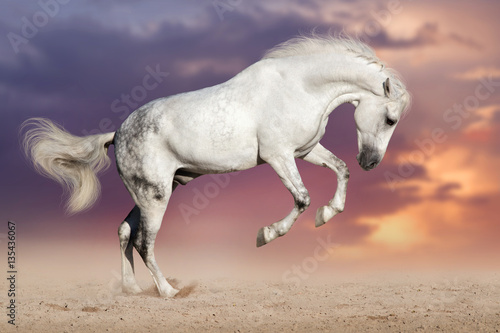 Obraz na płótnie White horse run on sand against sunset sky