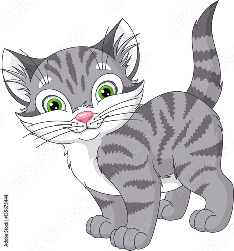 Gray Cat