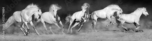 Obraz na płótnie Horses run gallop in sandy field. Panorama for web black and white
