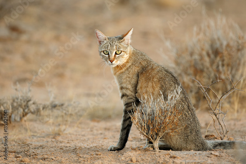 Poster An African wild cat (Felis silvestris lybica), Kalahari desert, South Africa