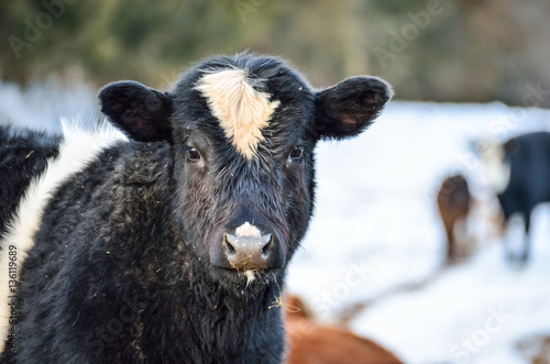 Poster Closeup of black and white jersey cow eating during snowy winter