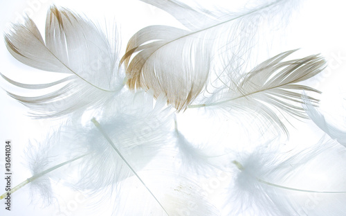 bird-feather-on-a-white-background-as-a-background-for-design