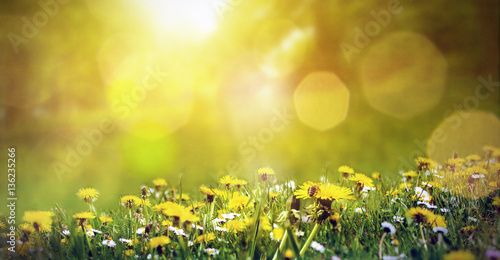 Frühlingswiese mit Löwenzahn und einer Biene im Sonnenschein