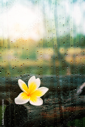 plumeria-patrzac-przez-szybe