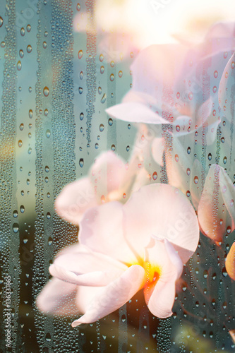 plumeria-sztuki-poprzez-wygladajace-szklo