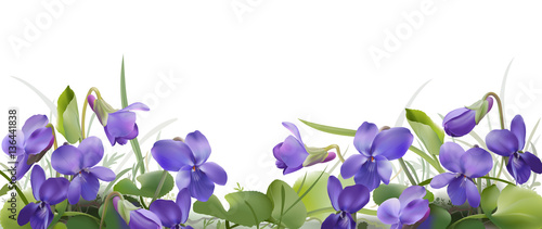 Viola odorata. Sweet violets on transparent background - hand drawn vector illustration in realistic style. © Aniko G Enderle