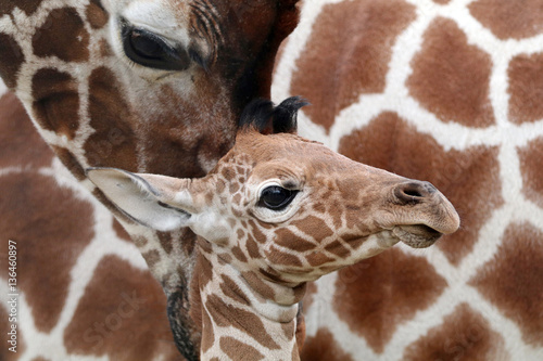 Obraz na płótnie Giraffe baby