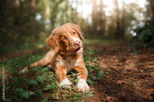 Poster smiling puppy Nova Scotia duck tolling Retriever