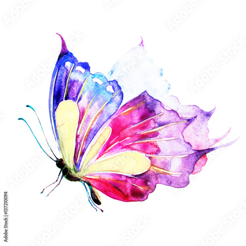 motyl-akwarela-na-bialym-tle