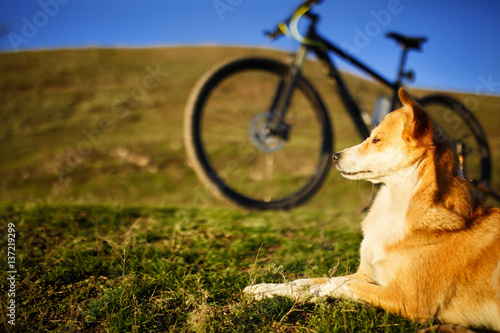 sitting dog and mountain bicycle with field and blue sky background