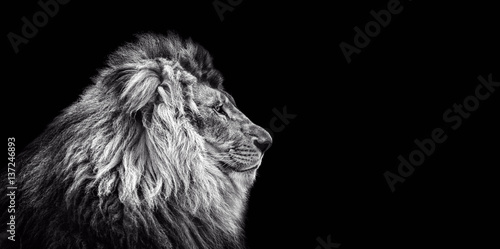 Obraz Fotograficzny Portrait of a Beautiful lion, Cat in profile, lion in dark
