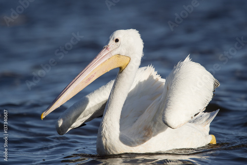 Poster An American White Pelican swims in the bright blue water with its wings up in an awkward pose on a sunny day