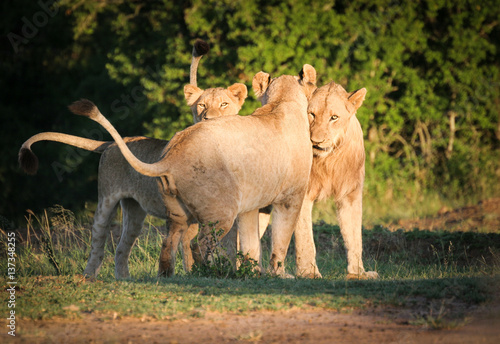 Poster Young Lions with Mother, Umfolozi, South Africa