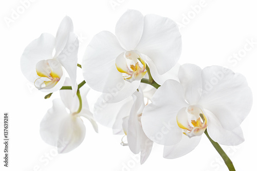 the-branch-of-orchids-on-a-white-background