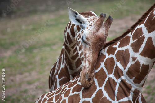 Poster Reticulated giraffe (Giraffa camelopardalis reticulata).
