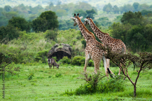 Poster Giraffes at Serengeti national park, Tanzania, Africa