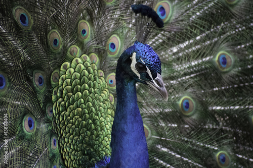 peacock, bird