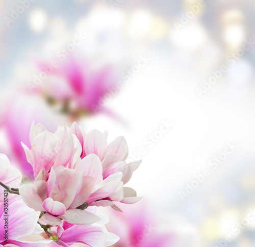 wiazka-magnolia-rozowi-kwiaty-nad-szarym-tlem-z-kopii-przestrzenia