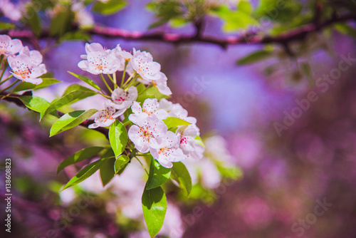 Flowers of apple. Bright spring background.