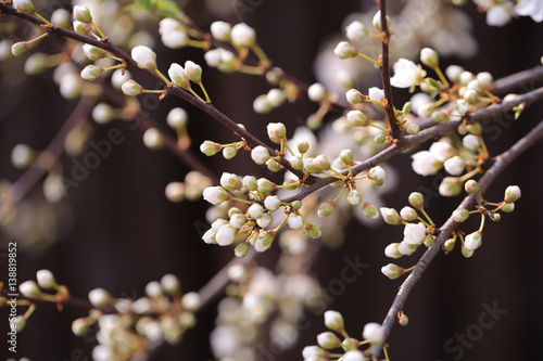 Buds of apple tree