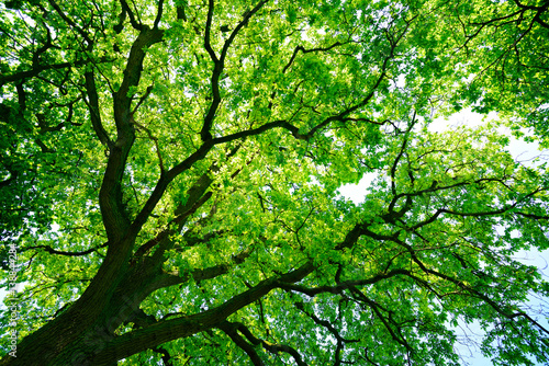 patrzac-na-zielony-treetop-starego-debu