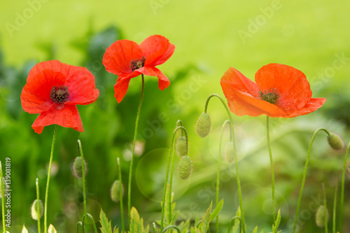 three-red-poppies-in-bright-evening-light