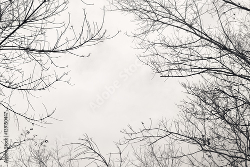  Bare branches of the tree ,color toned.Abstract background.