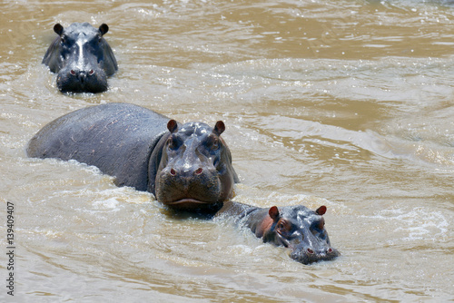 Obraz na płótnie Hippo family (Hippopotamus amphibius)