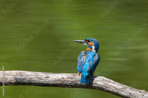 Poster portrait of natural (common) male kingfisher (Alcedo atthis)