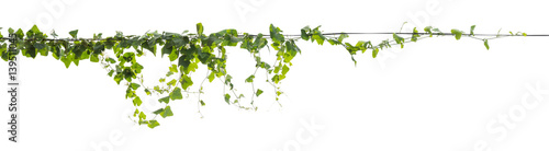  Plants ivy. Vines on poles on white background, Clipping path