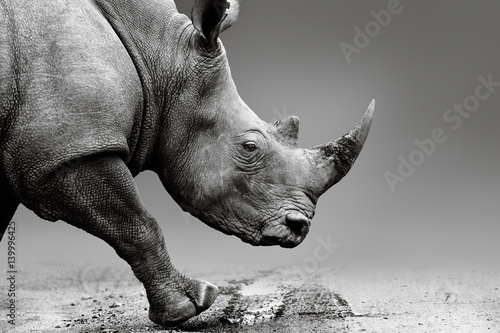 Obraz na płótnie Rhino close up while mobile in Pilanesberg National Park. Fine art, monochrome. Rhinocerotidae