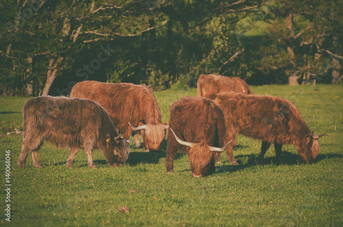 Poster Scotland highland hairy red cows grazing at the green summer meadow, agricultura
