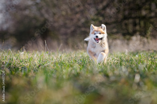 Puppy of akita in spring time 