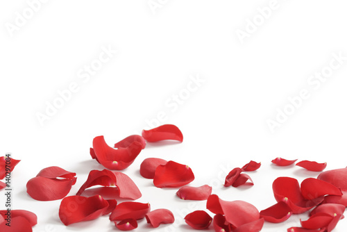 red rose petals on white background, abstract photo