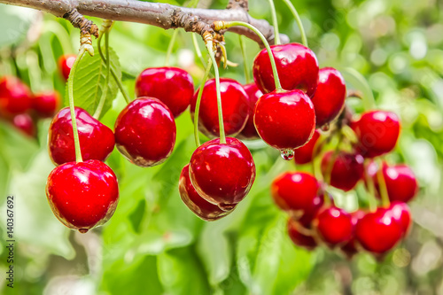Red berries cherries on a branch in the summer rain