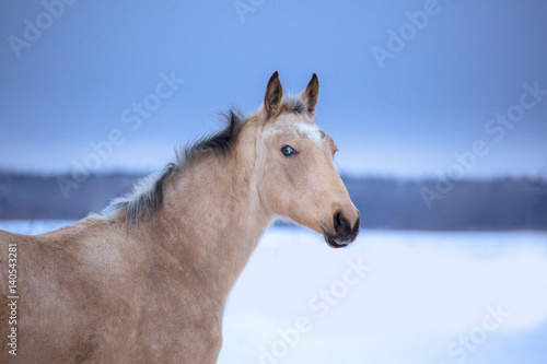 Poster Portrait of palomino horse on winter background