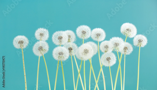 Fototapeta Dandelion flower on green color background, group objects on blank space backdrop, nature and spring season concept.