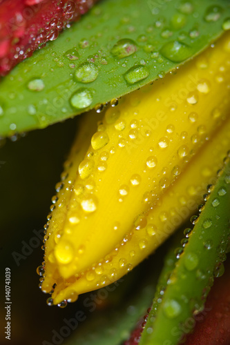 swiezy-zolty-tulipan-z-wodnymi-kroplami-makro-